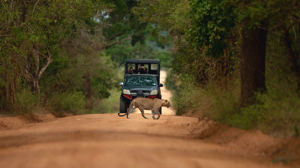 “Unforgettable Yala Safari Adventure: Discover Sri Lanka’s Wild Heart and Hidden Treasures”