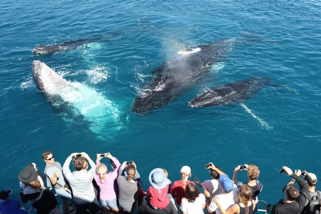 Complete Mirissa Whale Watching Experience