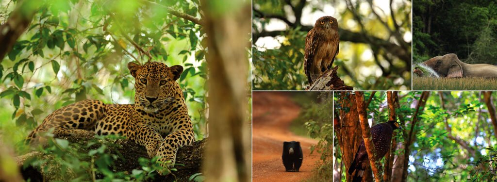 Wilpattu National Park