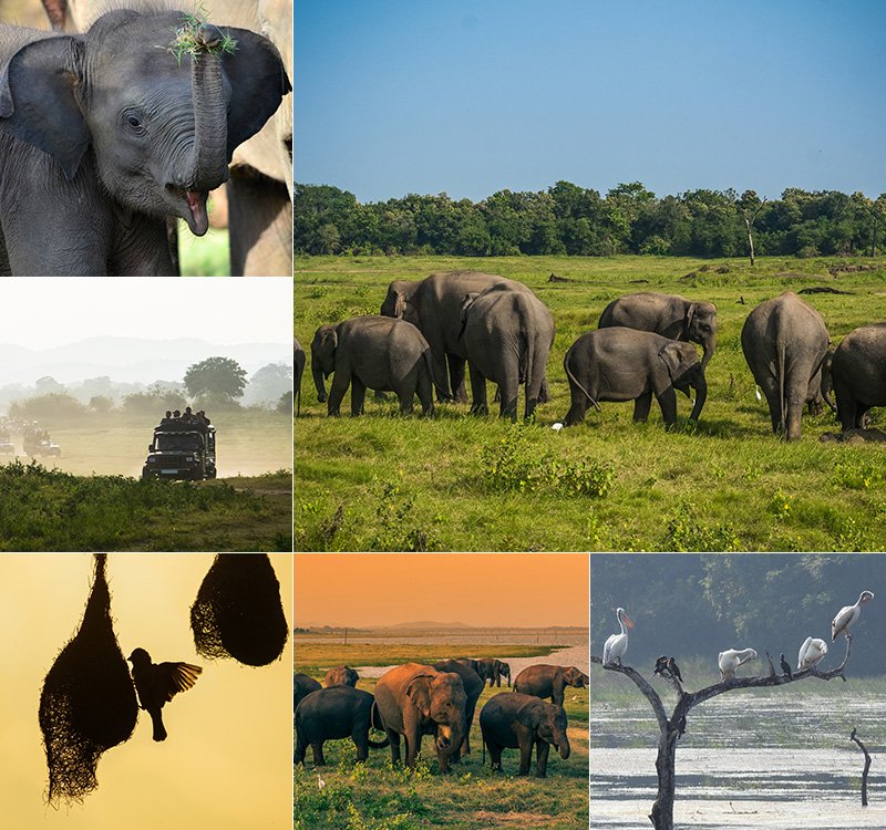 Minneriya National Park elephant safari near the reservoir in Sri Lanka
