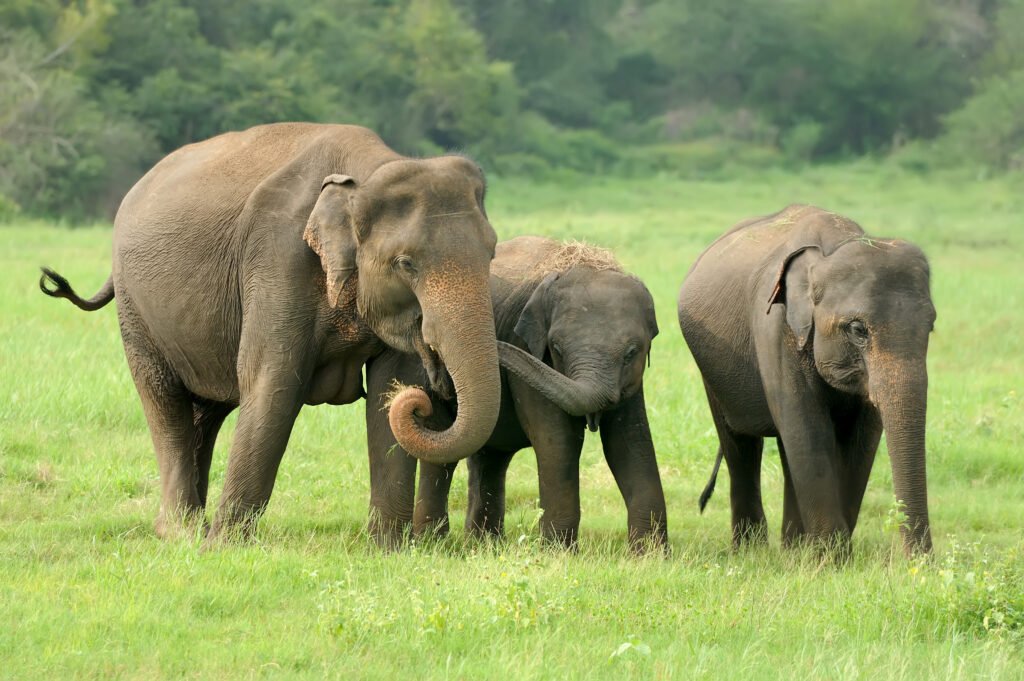 “Minneriya National Park elephants gathered beside the lake in Sri Lanka”
