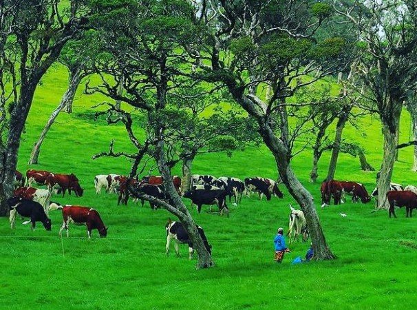 Ambewela Farm Sri Lanka