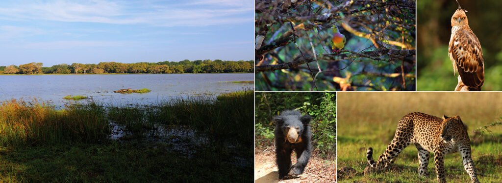 Wilpattu National Park
