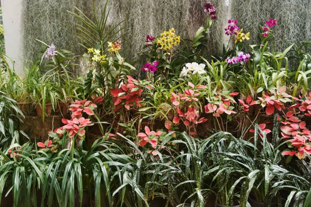orhid house ,peradeniya botanic garden