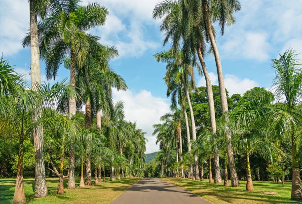 palm trees alley,Peradeniya 