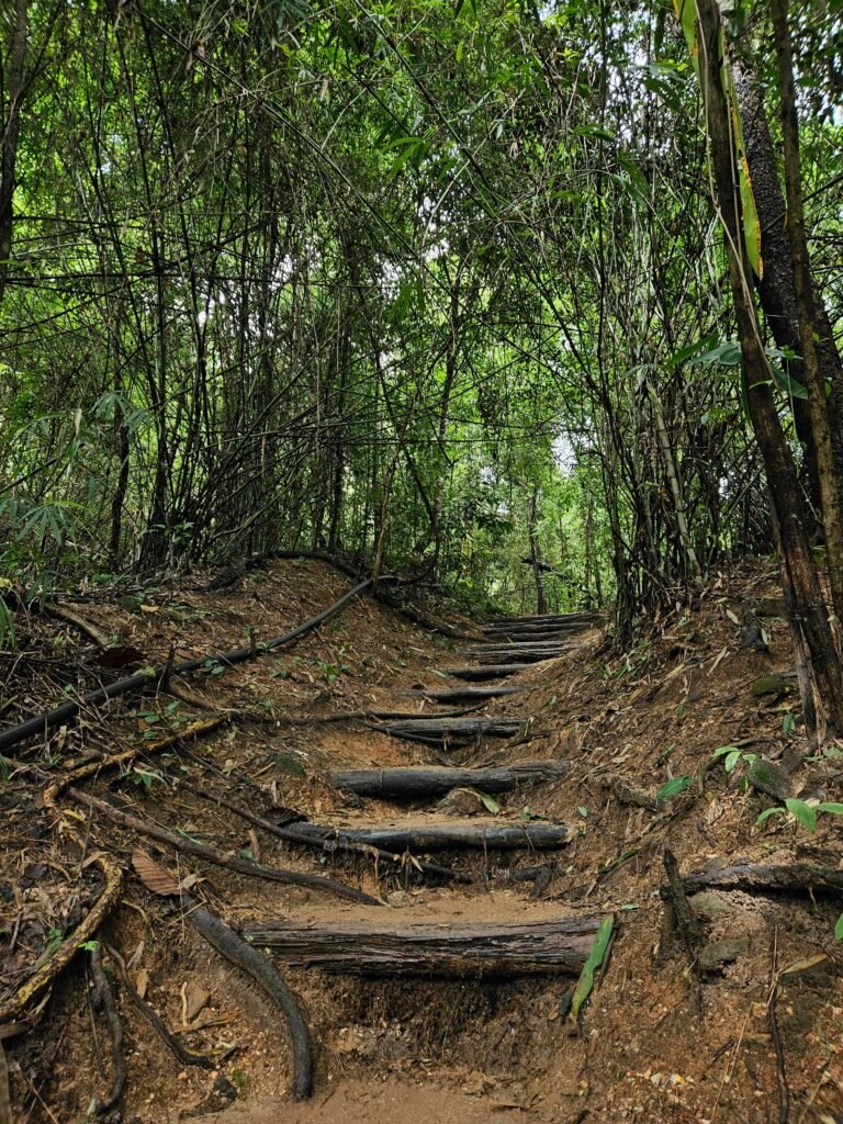 Udawatta Kele Sanctuary forest in Kandy