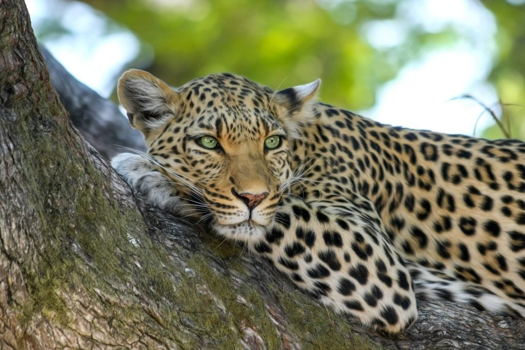 Horton Plains National Park Sri Lanka