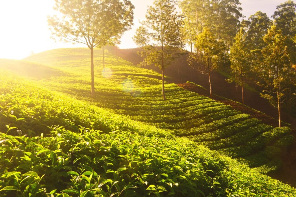 Damro Tea green tea fields