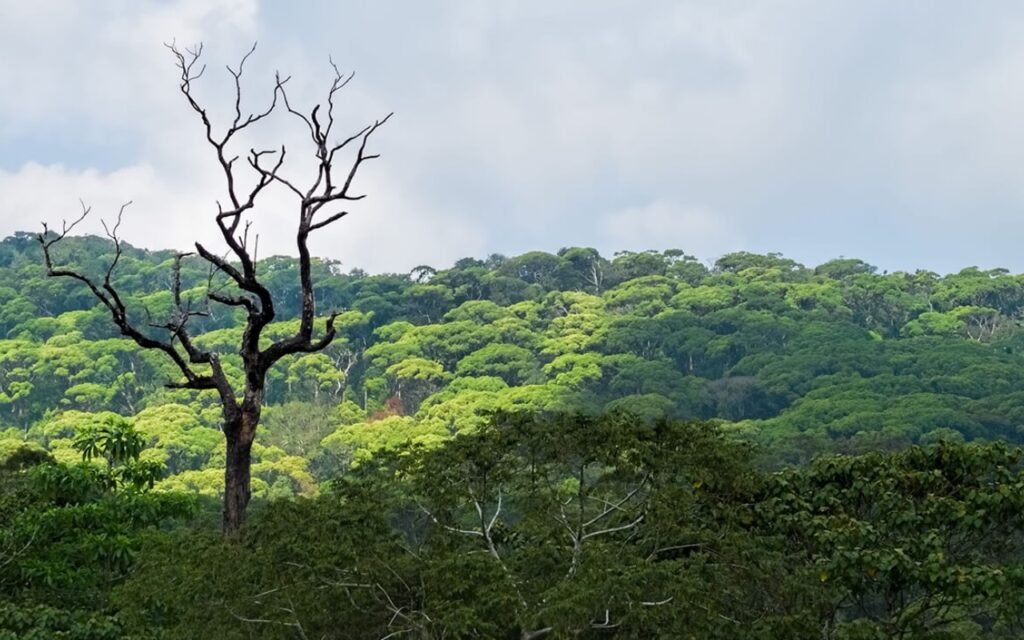 Sinharaja Forest Reserve nature trail