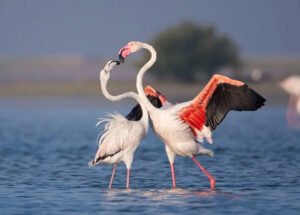 Bundala National Park wildlife and birds in Sri Lanka