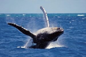 Mirissa Whale Watching boat trip off the southern coast of Sri Lanka