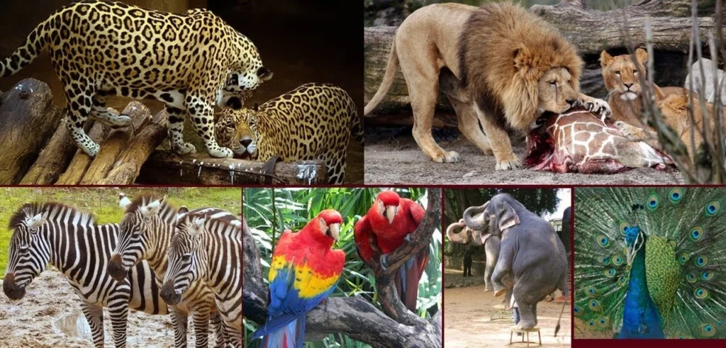 Dehiwala Zoological Gardens entrance in Sri Lanka