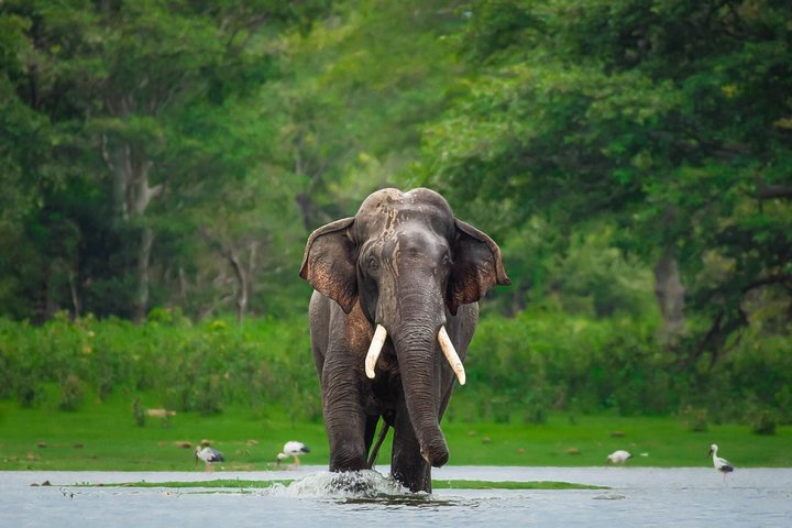 Kalawewa National Park Sri Lanka