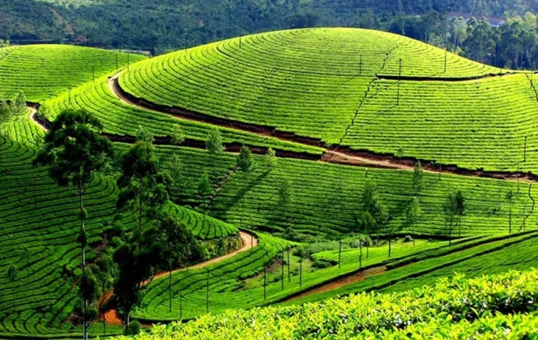 Single Tree Hill in Nuwara Eliya